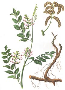 Herb Gan Cao (Licorice Root)