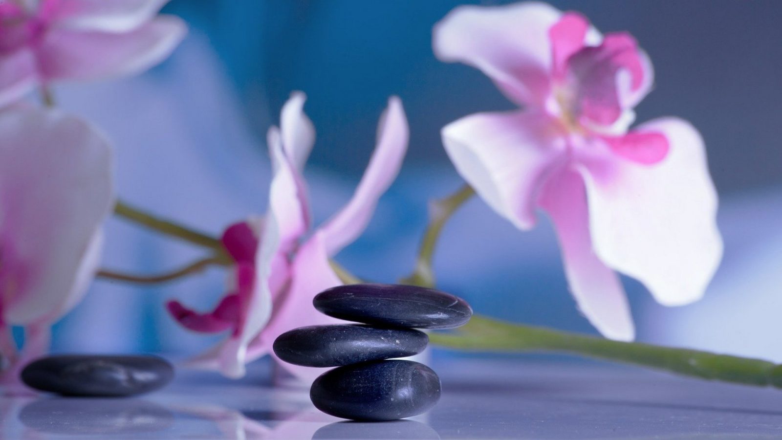 Phoenix Rises Acupuncture